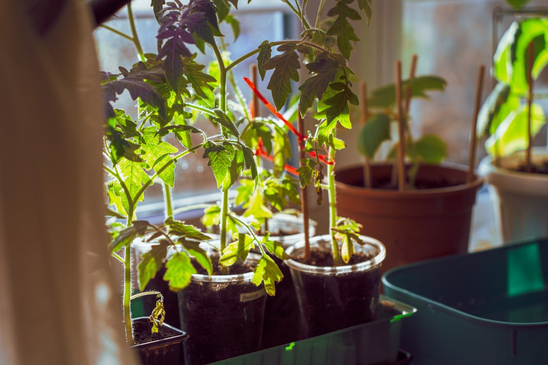 How to Grow Herbs Indoors: A Simple Guide for Fresh Flavor Year-Round