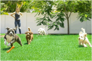 10 Dog-Friendly Backyard Ideas on a Budget